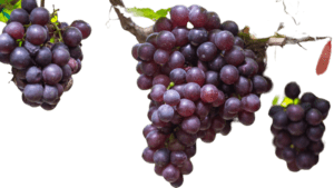 assorted grapes